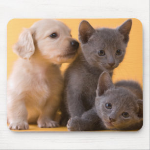 Russische blaue Kätzchen u. Dackel-Welpen Mousepad
