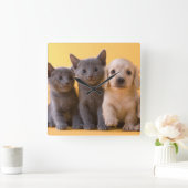 Russische blaue Kätzchen und Dackel-Welpen Quadratische Wanduhr (Zuhause)