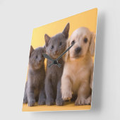 Russische blaue Kätzchen und Dackel-Welpen Quadratische Wanduhr (Winkel)