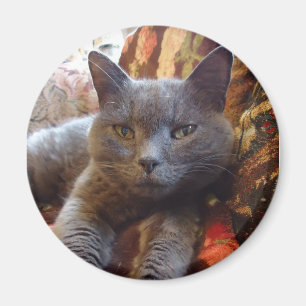 Russische blaue Katze Magnet