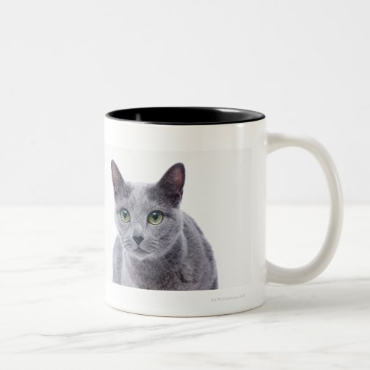 Russische blaue Katze Zweifarbige Tasse (Rechts)