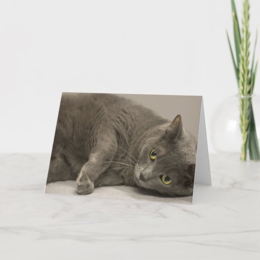 Russische Blue Cat Blank Note Card Karte (Vorderseite)