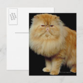 Russische Langhaarkatze Postkarte (Vorne/Hinten)