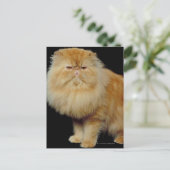 Russische Langhaarkatze Postkarte (Stehend Vorderseite)