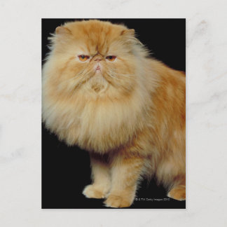 Russische Langhaarkatze Postkarte