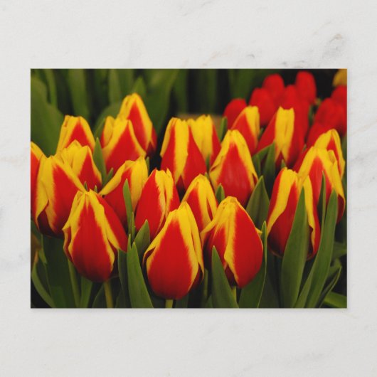 Russische Romantik Postkarte (Vorderseite)