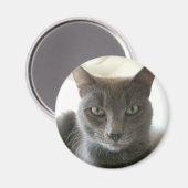 Russischer Blue Mix Magnet (Vorderseite/Rückseite)