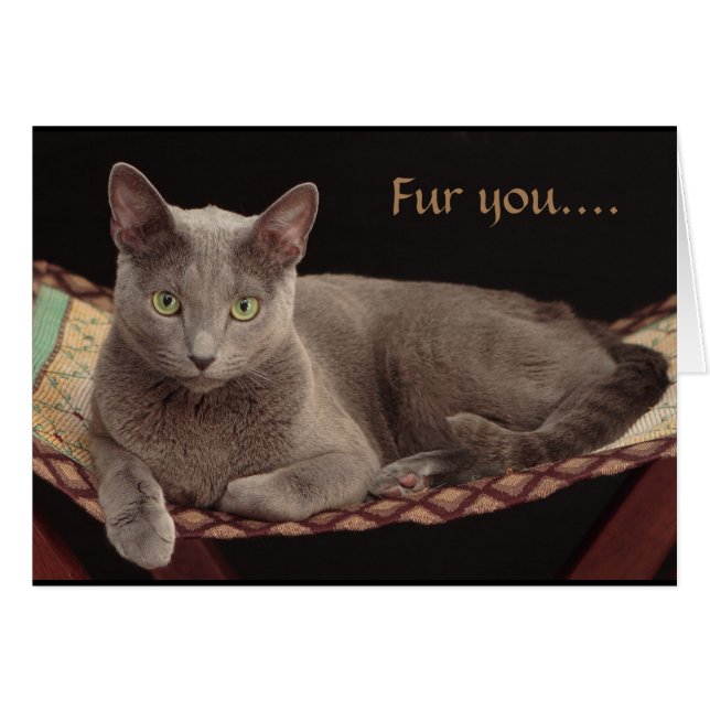 Russisches Blau, Katzen-Karte (Vorderseite (Horizontal))