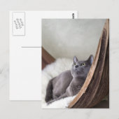 Russisches Blau Postkarte (Vorne/Hinten)