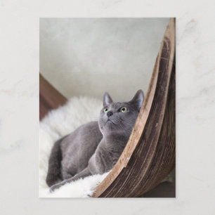 Russisches Blau Postkarte