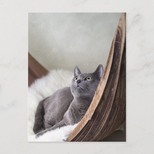 Russisches Blau Postkarte (Vorderseite)