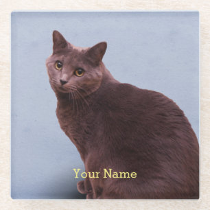 Russisches blaue Katzen-Schauen Glasuntersetzer