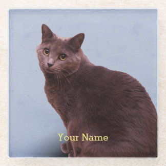 Russisches blaue Katzen-Schauen Glasuntersetzer