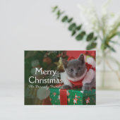 Russisches blaues Kätzchen und Weihnachten (Stehend Vorderseite)