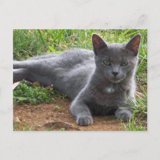 Russland Blau, Natasha Postkarte