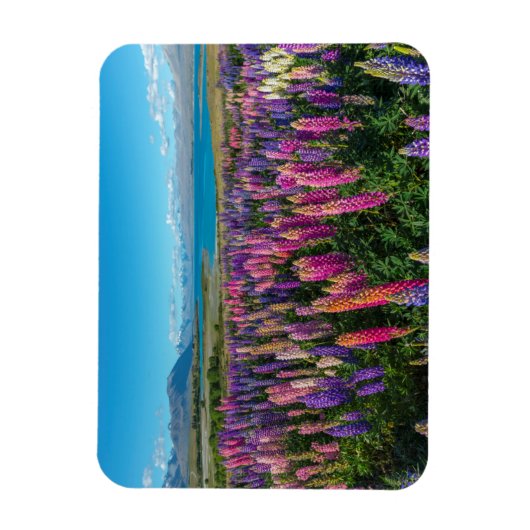 Russle Lupines am Tekapo-See | Neuseeland Magnet (Vertikal)
