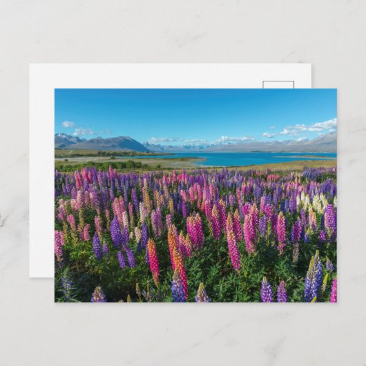 Russle Lupines am Tekapo-See | Neuseeland Postkarte (Vorne/Hinten)