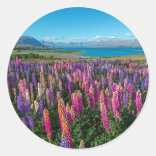 Russle Lupines in See Tekapo   Neuseeland Runder Aufkleber