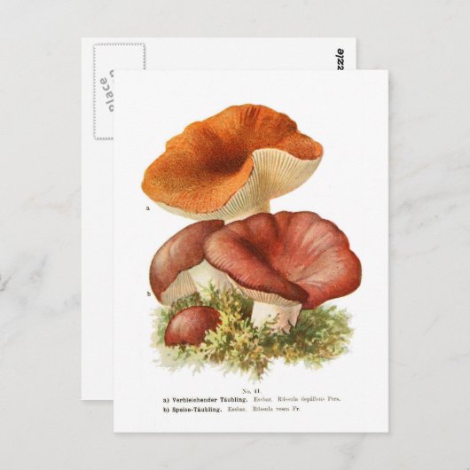 Russula depallens & R.vesca Postkarte (Vorne/Hinten)