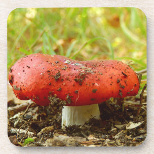 Russula Emetica Hard Plastic Untersetzer