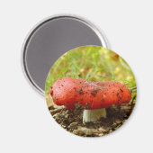 Russula Emetica Magnet (Vorderseite/Rückseite)