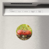 Russula Emetica Magnet (In Situ (Geschirrspüler))