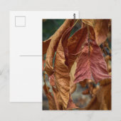 Rust Leaves Postkarte (Vorne/Hinten)