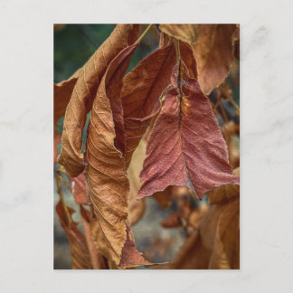 Rust Leaves Postkarte