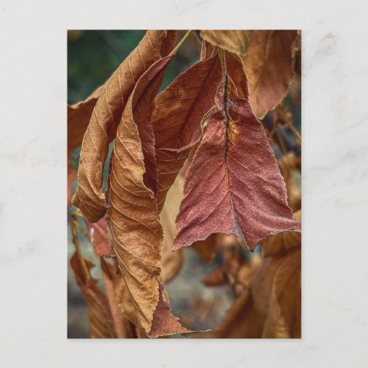 Rust Leaves Postkarte (Vorderseite)