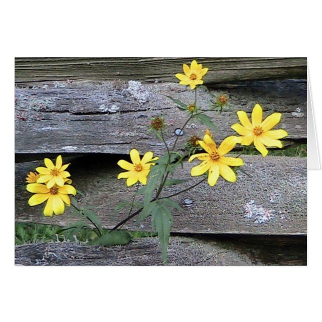 Rustic Daisy Card (Vorderseite (Horizontal))