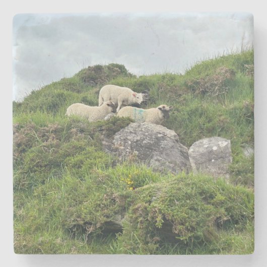 Rustic Ireland Three Irish Sheep Steinuntersetzer (Vorderseite)