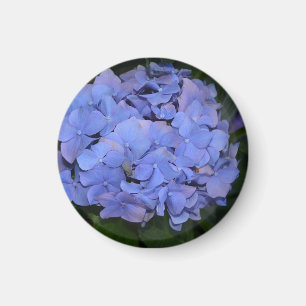 Rustic Purple Hydrangea macrophylla Magnet