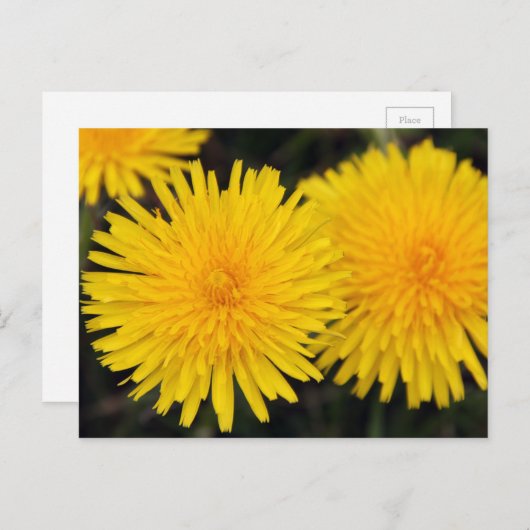 Rustikal-Gelber Löwenzahn Blume Postkarte (Vorne/Hinten)