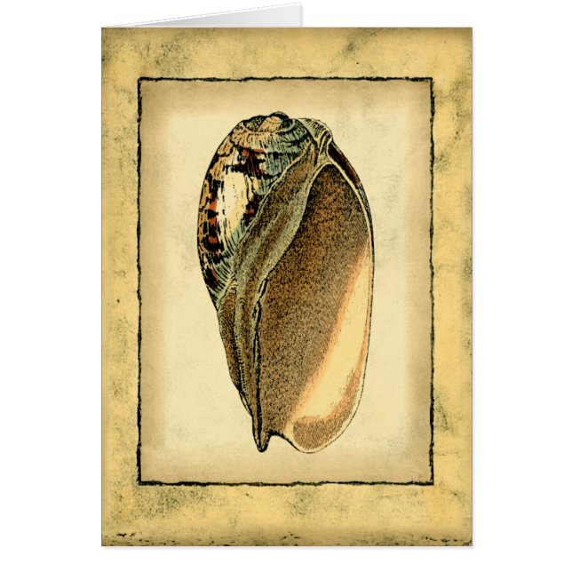 Rustikal Vintag Seashell (Vorne)