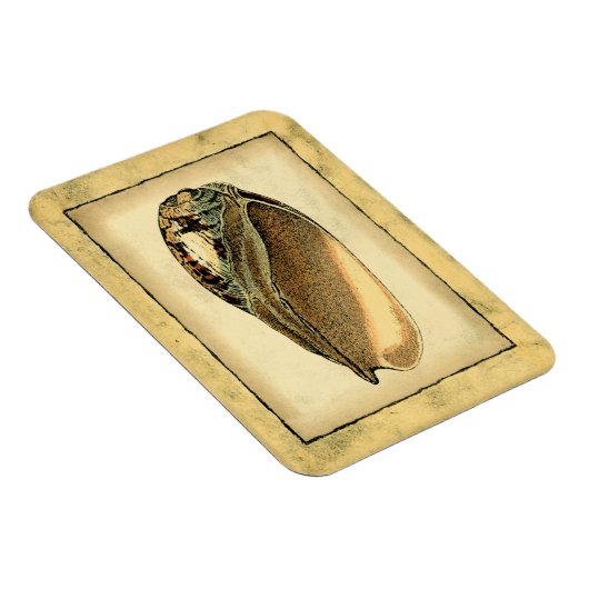 Rustikal Vintag Seashell Magnet (Rechte Seite)