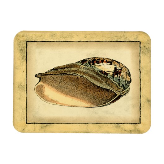 Rustikal Vintag Seashell Magnet (Horizontal)