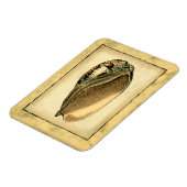 Rustikal Vintag Seashell Magnet (Linke Seite)