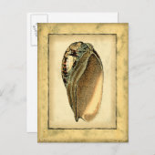 Rustikal Vintag Seashell Postkarte (Vorne/Hinten)