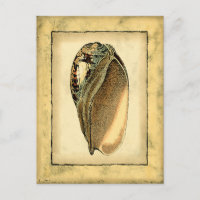 Rustikal Vintag Seashell