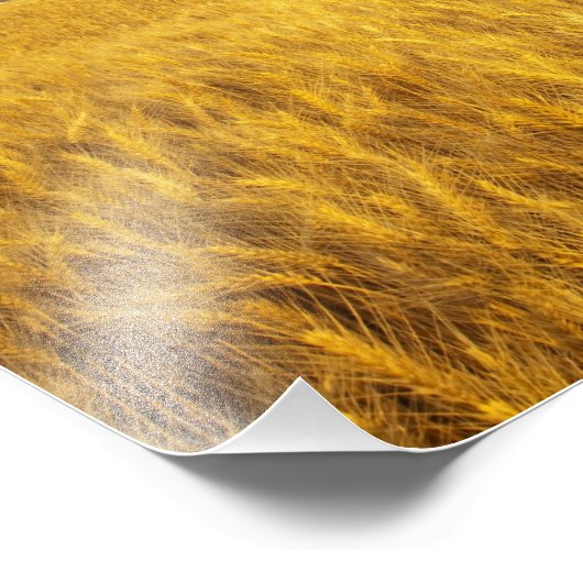 Rustikale alte Scheune im Weizenfeld in den 2 Fotodruck (Ecke)