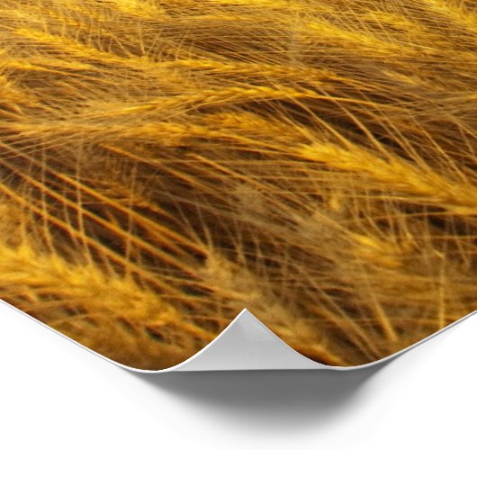 Rustikale alte Scheune im Weizenfeld in den 2 Poster (Ecke)