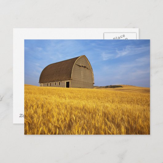 Rustikale alte Scheune im Weizenfeld in den 2 Postkarte (Vorne/Hinten)