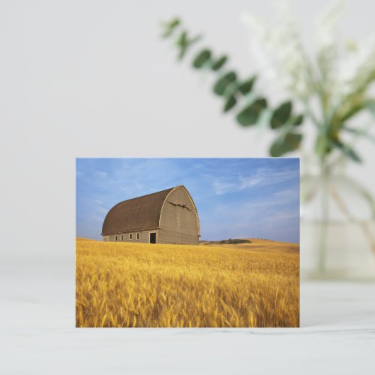 Rustikale alte Scheune im Weizenfeld in den 2 Postkarte (Stehend Vorderseite)