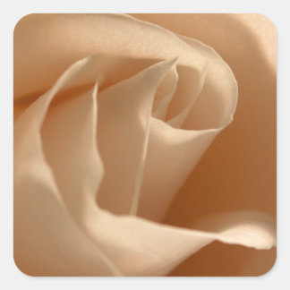 Rustikale cremefarbene Rose Hochzeitsfeier Umschla Quadratischer Aufkleber