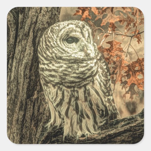 Rustikale Herbstblätter aus Eichenwald Quadratischer Aufkleber (Vorderseite)
