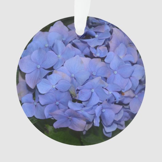 Rustikale Hortensie Hydrangea macrophylla Ornament (Vorderseite)