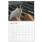 Rustikale Katzen & Kätzchen 2 Wandkalender - HAMby (Feb 2027)