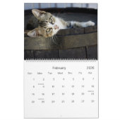 Rustikale Katzen & Kätzchen Kalender HAMbyWG (Feb 2026)