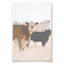 Rustikale Landkühe vor Ort Fotodruck