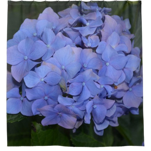 Rustikale Lila Hydrangea makrophylla Duschvorhang (Vorderseite)